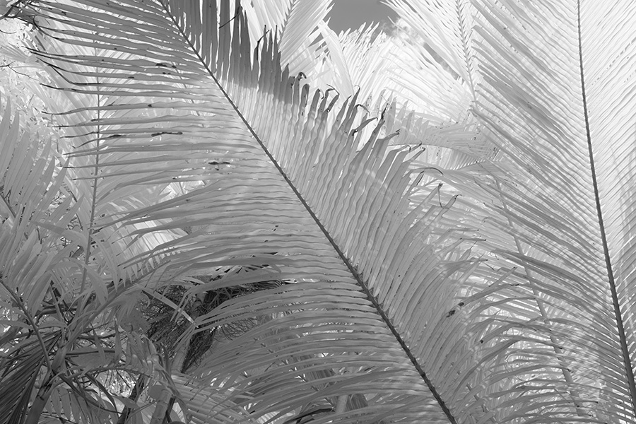 Backlit Photo of Tropical Fronds.